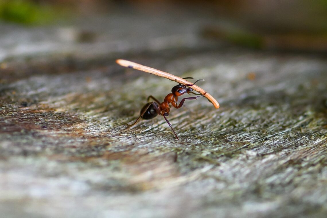 A determined ant carries a long twig, illustrating diligence, preparation, and the wisdom of hard work.