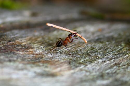 A determined ant carries a long twig, illustrating diligence, preparation, and the wisdom of hard work.